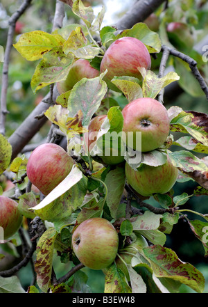 Cox`s Orange Pippin apples on tree, UK Stock Photo
